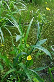 Attēlu rezultāti vaicājumam “Ranunculus lingua leaf”