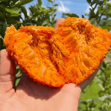 Attēlu rezultāti vaicājumam “Cardaminopsis arenosa fruit”