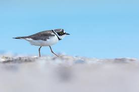 Attēlu rezultāti vaicājumam “Charadrius dubius”