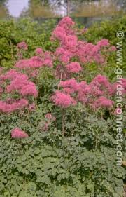 Attēlu rezultāti vaicājumam “Thalictrum aquilegifolium”