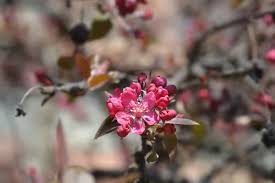 Attēlu rezultāti vaicājumam “Malus purpurea flower”