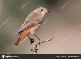 Attēlu rezultāti vaicājumam “Phoenicurus phoenicurus female”