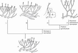 Attēlu rezultāti vaicājumam “Radula complanata sporophyte”