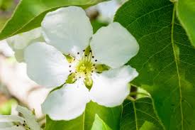 Attēlu rezultāti vaicājumam “Malus domestica flower”