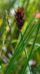 Attēlu rezultāti vaicājumam “Blysmus compressus leaf”