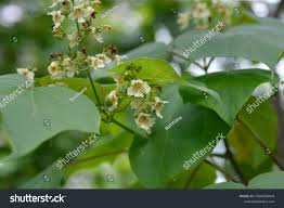 Attēlu rezultāti vaicājumam “Catalpa ovata flower”