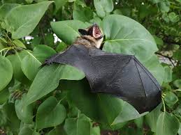 Attēlu rezultāti vaicājumam “Eptesicus serotinus”