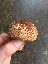 Attēlu rezultāti vaicājumam “Lepiota aspera”