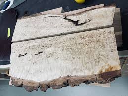 Attēlu rezultāti vaicājumam “Betula pendula var. carelica”