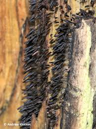 Attēlu rezultāti vaicājumam “Stemonitopsis typhina young”