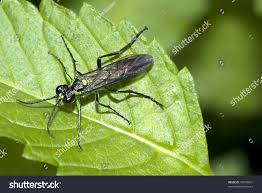 Attēlu rezultāti vaicājumam “Rhogogaster viridis”