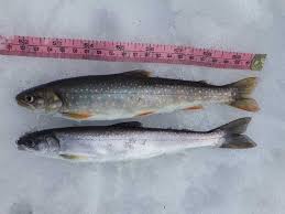 Image result for Salvelinus malma