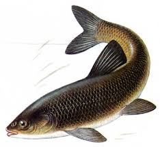 Image result for Mylopharyngodon piceus