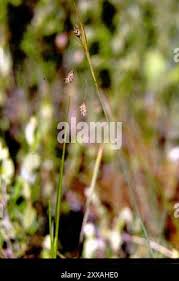 Attēlu rezultāti vaicājumam “Carex paupercula”