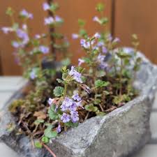 Attēlu rezultāti vaicājumam “Mentha arvensis bud”