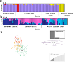Image result for Vazella pourtalesii