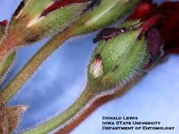 Attēlu rezultāti vaicājumam “Geranium bohemicum bud”