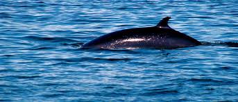 Image result for Balaenoptera acutorostrata