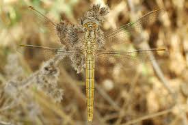 Attēlu rezultāti vaicājumam “Orthetrum brunneum”