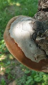 Attēlu rezultāti vaicājumam “Phellinus alni”