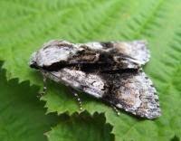 Attēlu rezultāti vaicājumam “Acronicta alni”