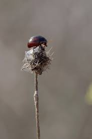 Attēlu rezultāti vaicājumam “Chrysolina staphylaea”