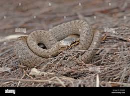 Attēlu rezultāti vaicājumam “Coronella austriaca adult”