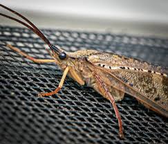 Attēlu rezultāti vaicājumam “Trichoptera”