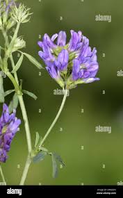 Attēlu rezultāti vaicājumam “Medicago sativa subsp. sativa”