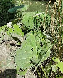 Attēlu rezultāti vaicājumam “Petasites hybridus leaf”