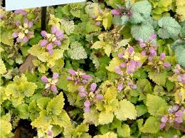 Attēlu rezultāti vaicājumam “Lamium maculatum leaf”