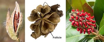 Attēlu rezultāti vaicājumam “Odontites vulgaris fruit”