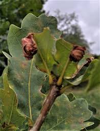 Attēlu rezultāti vaicājumam “Attelabus nitens”