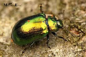 Attēlu rezultāti vaicājumam “Linaeidea aenea”