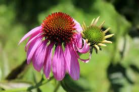 Image result for Echinacea angustifolia