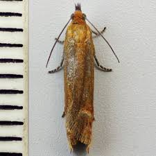 Attēlu rezultāti vaicājumam “Lathronympha strigana”