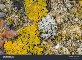 Attēlu rezultāti vaicājumam “Physcia adscendens”