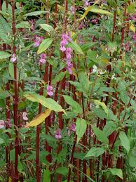 Attēlu rezultāti vaicājumam “Impatiens glandulifera fruit”
