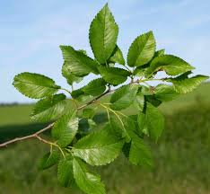 Attēlu rezultāti vaicājumam “Ulmus minor”
