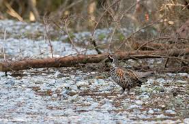 Attēlu rezultāti vaicājumam “Bonasa bonasia eggs”