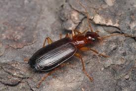 Attēlu rezultāti vaicājumam “Dromius quadrimaculatus”