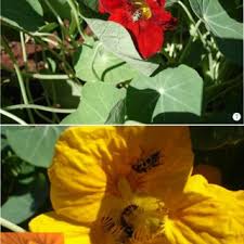 Attēlu rezultāti vaicājumam “Tropaeolum majus bud”