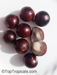 Attēlu rezultāti vaicājumam “Jovibarba globifera fruit”