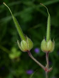 Attēlu rezultāti vaicājumam “Geranium pratense bud”
