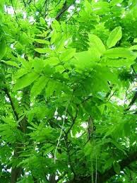 Attēlu rezultāti vaicājumam “Pterocarya fraxinifolia leaf”