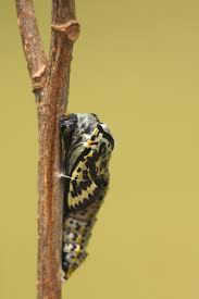 Attēlu rezultāti vaicājumam “Aporia crataegi pupa”