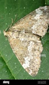 Attēlu rezultāti vaicājumam “Perizoma alchemilla”