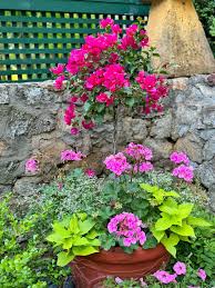 Image result for bougainvillea