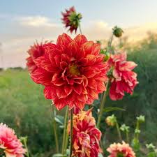 Image result for Dahlia hybrid.