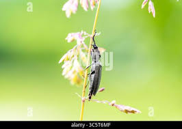 Attēlu rezultāti vaicājumam “Cidnopus aeruginosus”